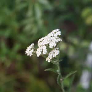 Achillea millefolium blooms in June. Achillea millefolium, yarrow or common yarrow, is a flowering plant in the family Asteraceae. Berlin, Germany