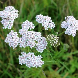common yarrow achillea millefolium with fly Tachina fera