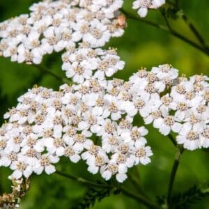 Sydney Australia, achillea millefolium or common yarrow in garden