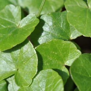 green leaf  of Ficaria verna