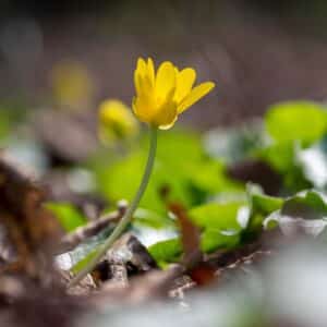 Ficaria verna lesser celandine bright yellow ground flowers in bloom, wild pilewort flowering springtime plants, green leaves