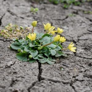 Lesser celandine or pilewort close up from the buttercup or Ranu