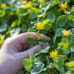 Herbalist collects yellow flowers to prepare tinctures and medicines for alternative medicine Ficaria verna, Ranunculus ficaria L., lesser celandine, pilewort, fig buttercup meadow flowers.