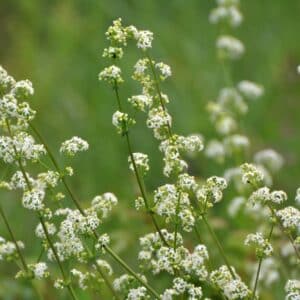Galium grows in a meadow in the wild