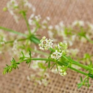 Little flower of white bedstraw (Galium album) on a jute backgro