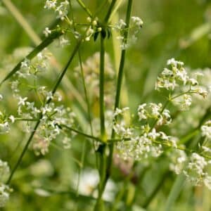 White bedstraw on a green background in the summer close-up