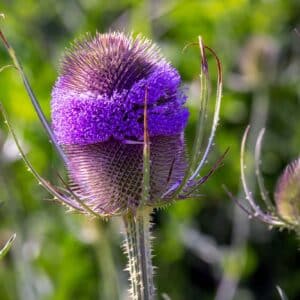 Purple common teasel or Dipsacus fullonum L. flower in summer, close up