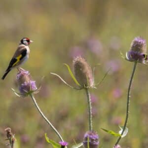 Goldfinch (Carduelis carduelis) feeding on teasel (Dipsacus fullonum). Colourful male bird in the finch family (Fringillidae) feeding on seeds whilst perched flowerhead