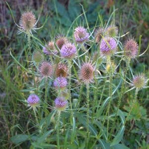Flowers of wild teasel in autumn, also called Dipsacus fullonum or wilde karde, selected focus, Bokeh