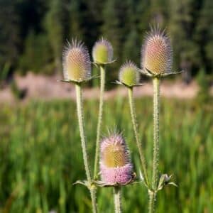 Dipsacus fullonum, syn. Dipsacus sylvestris, is a species of flowering plant known by the common names wild teasel or fuller's teasel.