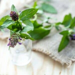 Prunella vulgaris, self-heal, carpenter's herb purple flower tincture in bottle ready for drying and making tea and infusions. Useful herb for use in cosmetology and alternative medicine