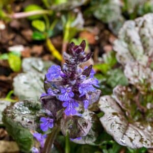 Ajuga reptans 'Black Scallop' red-leaved buggle blossom detail