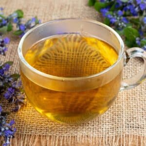 A cup of blue bugle tea with fresh Ajuga reptans plant