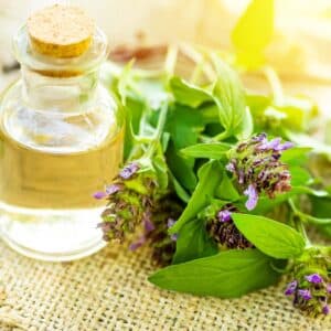 Prunella vulgaris, self-heal, carpenter's herb purple flower tincture in bottle ready for drying and making tea and infusions. Useful herb for use in cosmetology and alternative medicine. Soft focus