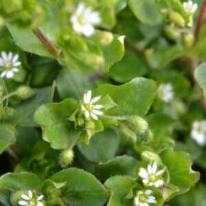 In the spring, Stellaria media grows in the wild