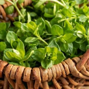 Young leaves of chickweed or Stellaria media - a wild edible plant collected in spring