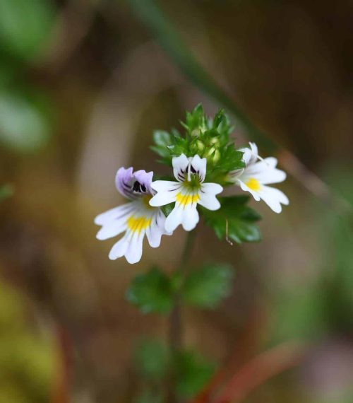 Flowers of the Eyebright Euphrasia rostkoviana Wenige Heilpflanzen sind so vielseitig wie der Augentrost.