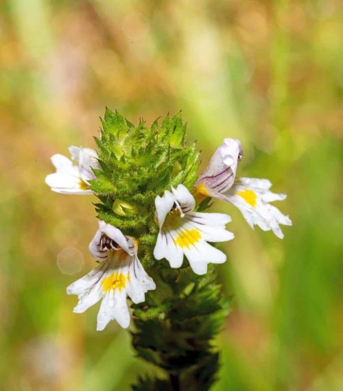 Common eyebright (Euphrasia) flower with buds against a blurred