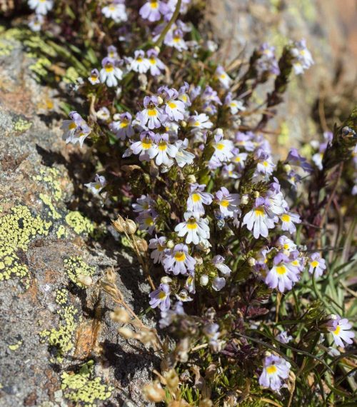 Alpine flower, Euphrasia Alpina (Eyebright) on rock with lichen.