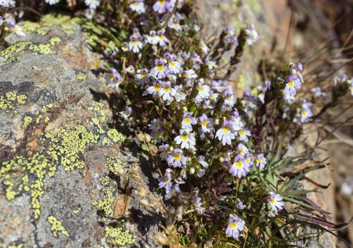 Alpine flower, Euphrasia Alpina (Eyebright) on rock with lichen.