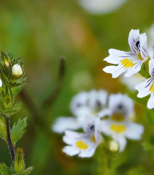 Augentrost, dein sanfter Heiler der Natur.