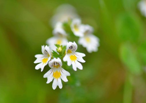 Augentrost (Euphrasia) Blüten