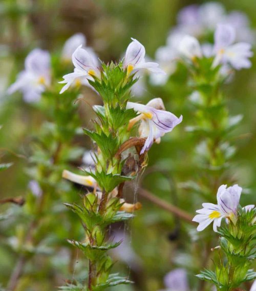 Flowers of Eyebright (Euphrasia stricta) a hemiparasite on grass