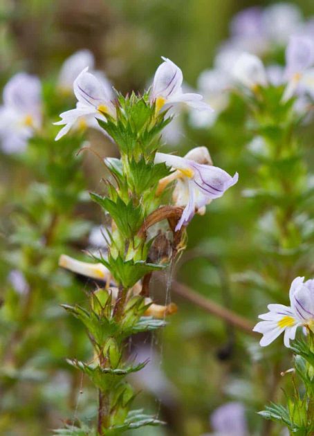 Flowers of Eyebright (Euphrasia stricta) a hemiparasite on grass