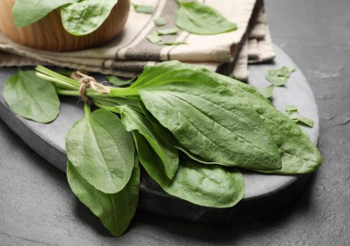 Broadleaf,Plantain,Leaves,On,Black,Slate,Table,,Closeup