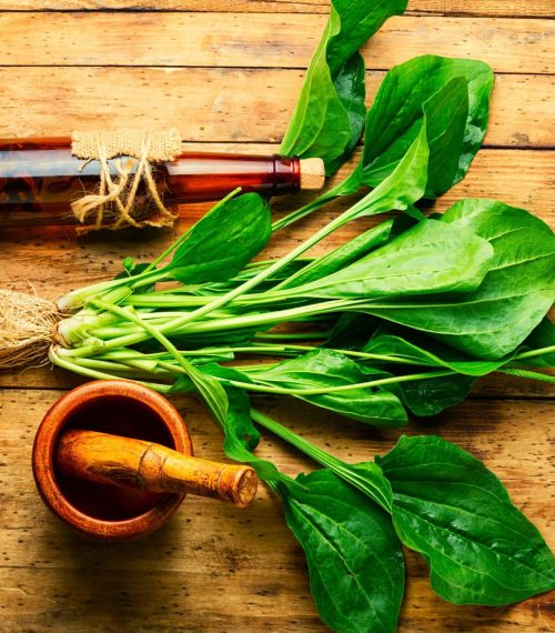Plantain,Tincture,In,A,Glass,Bottle.,Healing,Potion,,Herbal,Medicine.broadleaf