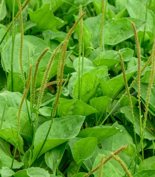 Plantago,Major,(plantago,,Plantain,,Fleaworts),;,There,Are,3-5,Parallel