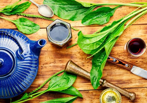 Medicinal,Tincture,tea,and,Plantain,Extracts.medical,Herbs,In,Herbal,Medicine.fresh,Plantain,Leaves