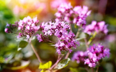 Marjoram oregano flowers and grass in the garden on a sunny day