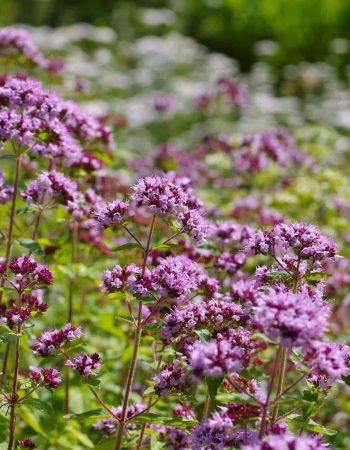 Oregano, eine beliebte Gewürzpflanze - Oregano, a popular spice plant blooming in summer