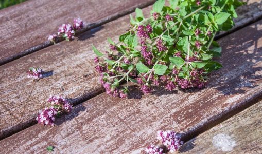 Dost Blüten Dost, die Heilpflanze mit duftenden Blüten.
