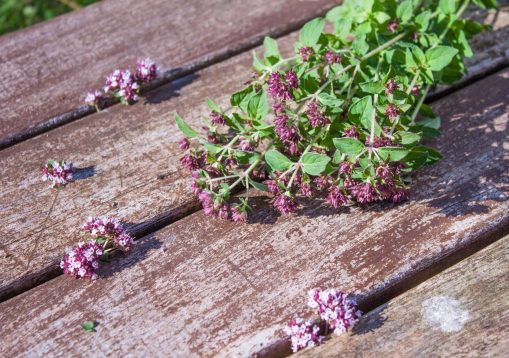 Dost Blüten Dost, die Heilpflanze mit duftenden Blüten.
