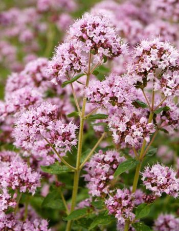 Flowering oregano Flowering oregano