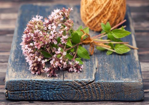 Marjoram Origanum vulgare herb blooming