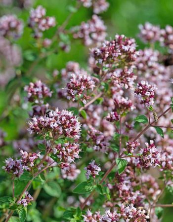 Blühender Oregano, Origanum vulgare, Nahaufnahme
