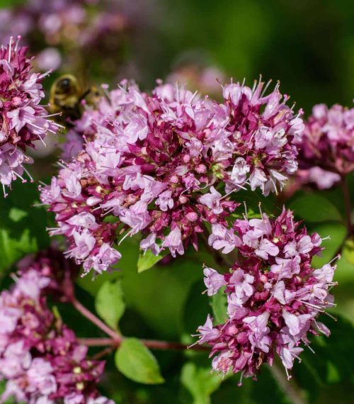 Gemeiner Dost (Origanum vulgare) mit Schmetterlingen