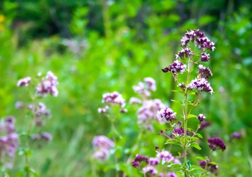 Beautiful oregano flowers on a summer meadow