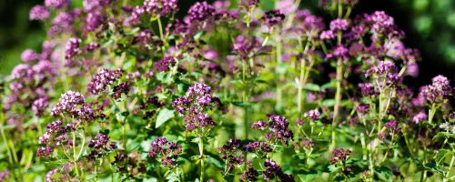 Fresh herbs and flowers  oregano in the garden