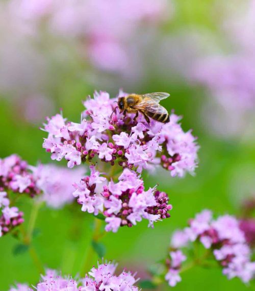 Origanum vulgare medicinal herb on natural background.