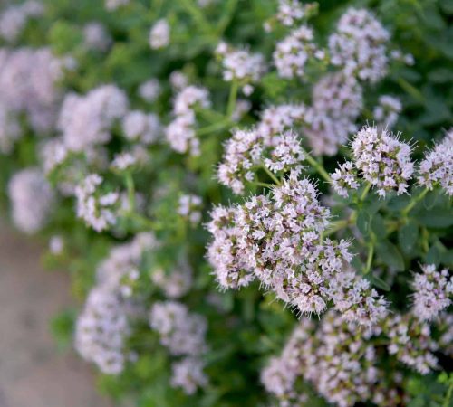 origanum majorana flowers