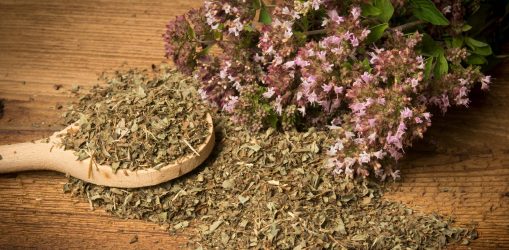 Origanum vulgare (oregano) herb - spice on a table