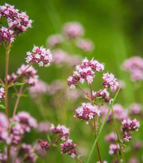 Beautiful purple oregano flowers blooming in the meadow. Natural herbal tea.