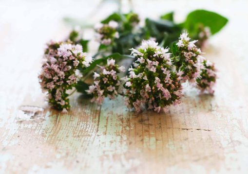 Kräuter im Garten - Echter Dost, wilder Majoran, Oregano in Bl