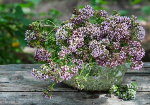 bouquet of origanum on wooden table in garden