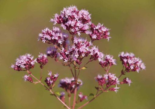 Pink flowers of Oregano or Wild Marjoram. Origanum vulgare
