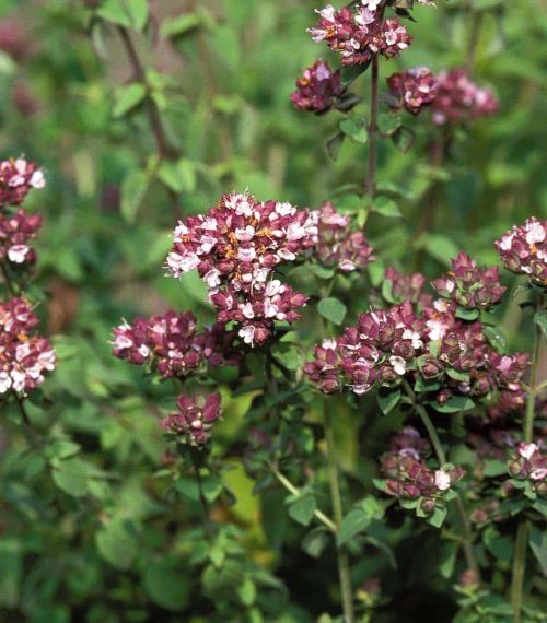 Marjoram, origanum majorana Bloom